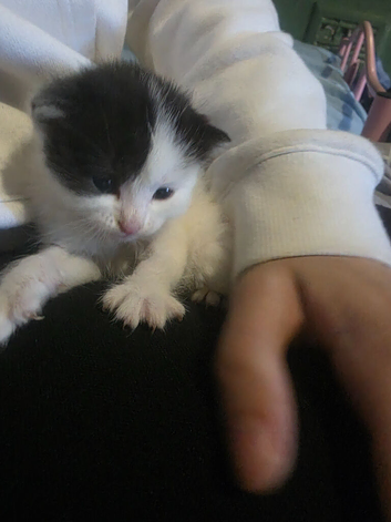 5 kittens for sale