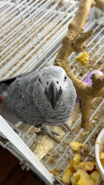 Baby African grey