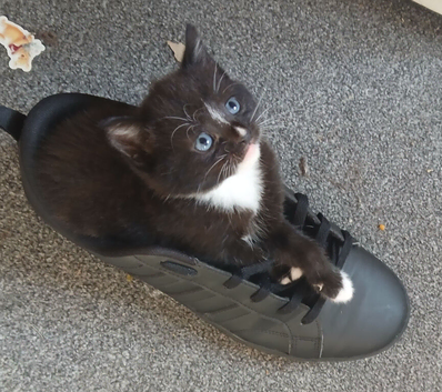 Female Kittens