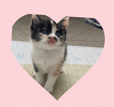 Beautiful Kittens