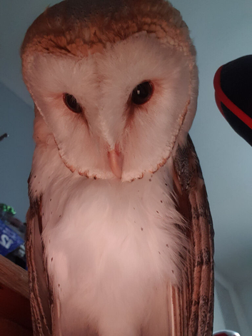 Barn owls