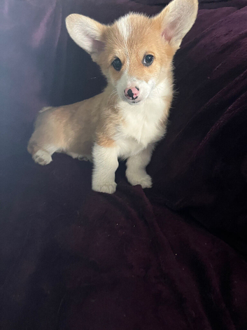 Welsh Pembrokeshire corgi pups