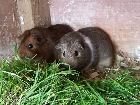 Female baby Guinea pigs