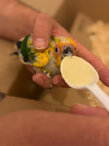 Baby Sun conure