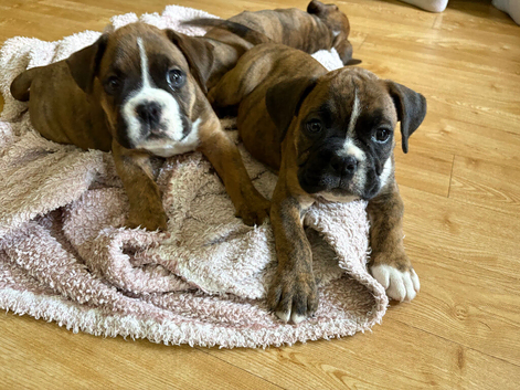 Boxer x old tyme bulldog