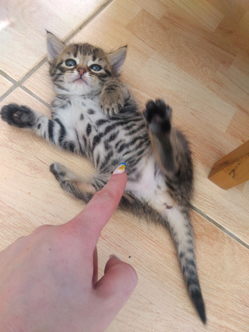 1 kitten left 