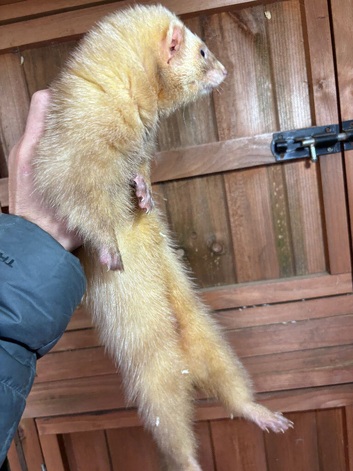 Male ferret for rehoming