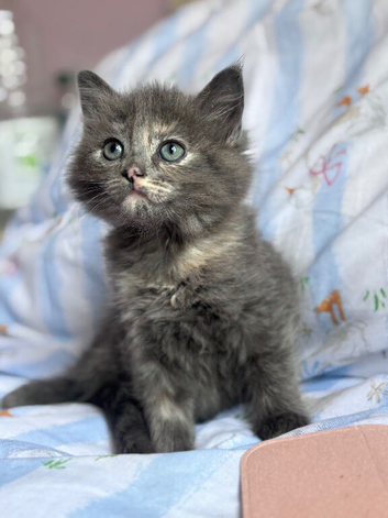 Kittens looking for new homes