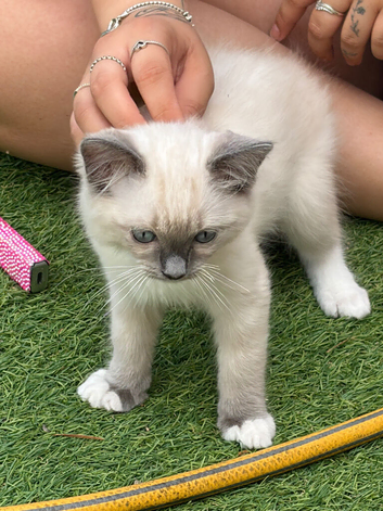 Pedigree blue point kittens ready now