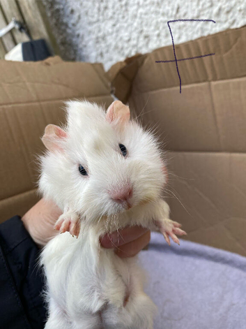 Young Guineapigs