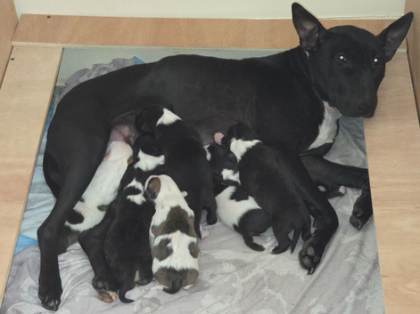 Working line english bullterrier