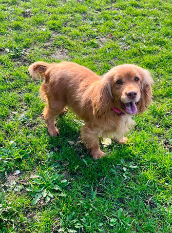 Cocker spaniel female for retirement home