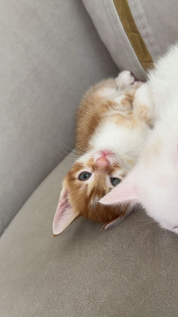 4 Kittens for sale