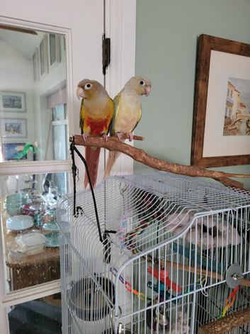 Pineapple and Moon Cheek free to right home