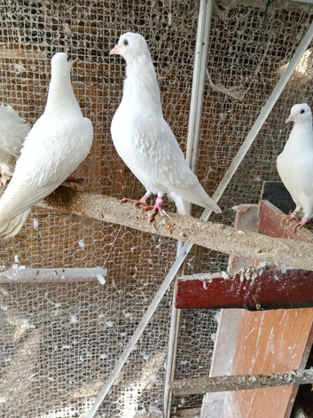 Pure white pigeon