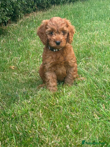 Cockapoo