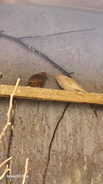 Red poll muataions finches