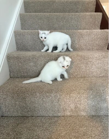 Scottish fold kittens ready for homes