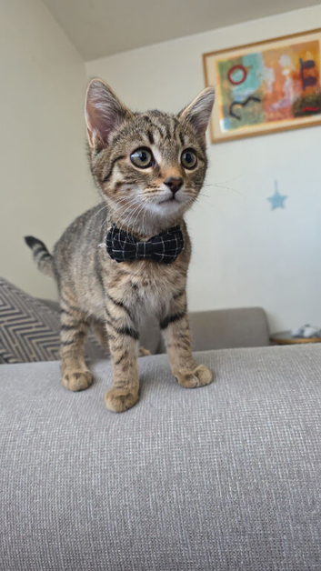 Bengal x tabby mix