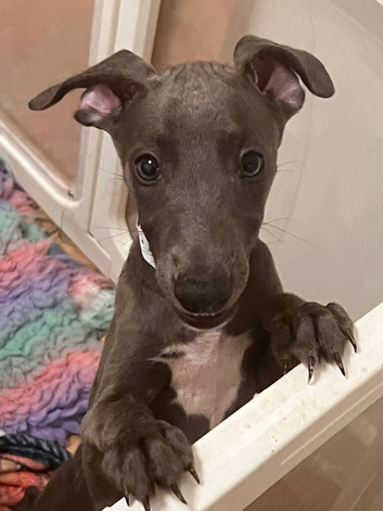 Bedlington/whippet puppies