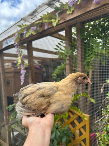 Mix of Orpington, Brahma and some bantams