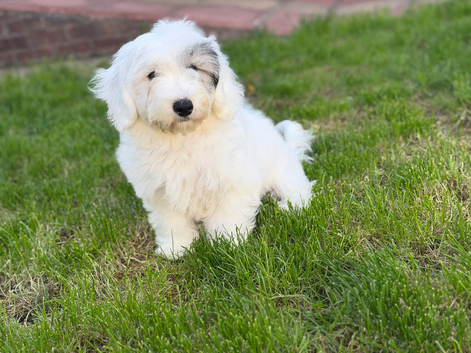Malshi puppy