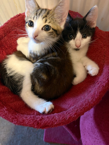 Kittens for sale