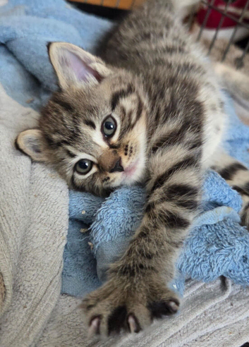 Kittens