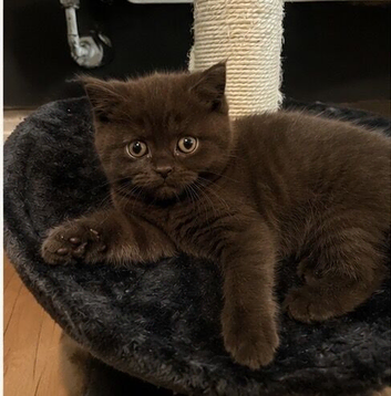 Chocolate & Cinnamon British Shorthair Kittens