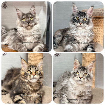 TICA registration Maine coon kittens Ready Now
