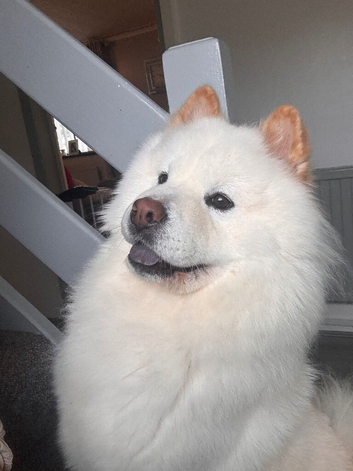 MARNEY IS SEARCHING FOR HER FOREVER HOME