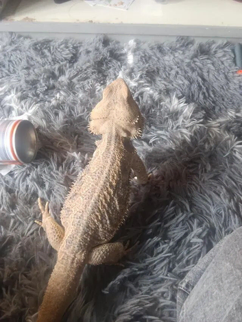1 yr old bearded dragon female and 4ft tank