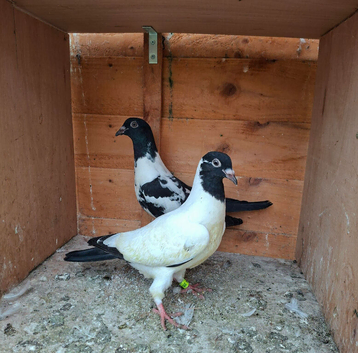 Hi I have healthy nice and highfliyer young baby pigeon ready for new home.If any one interesred pls let me know.