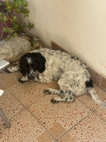 Loving male cockapoo