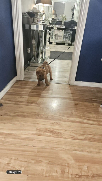 Stunning shar pei