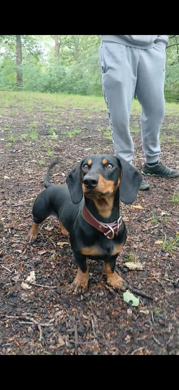Daschund/chihuahua cross