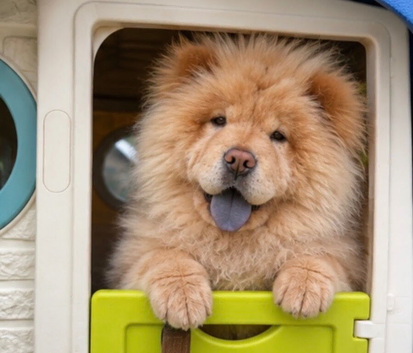 Luna the caramel chow chow