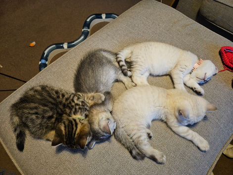 4 GCCF Registered British Shorthair Kittens For Sale