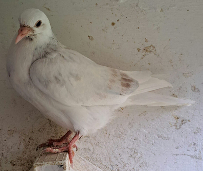 7 Birmingham Roller young pigeon