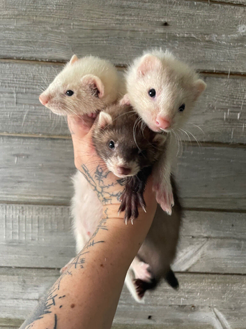Multiple kits & adults available 60each