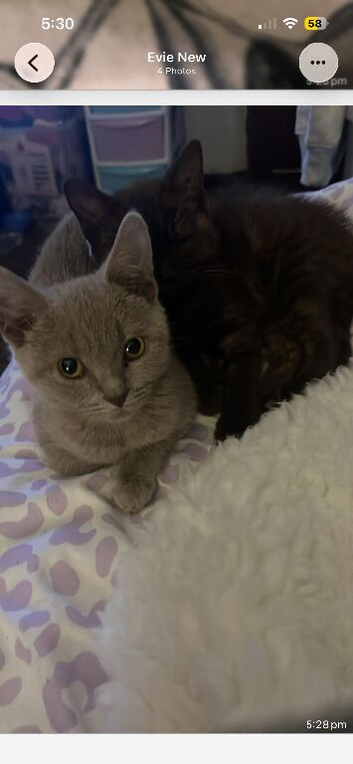 12 week old British shorthair mix kittens