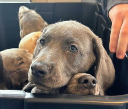 Weimaraner cross lab