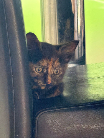Female kitten