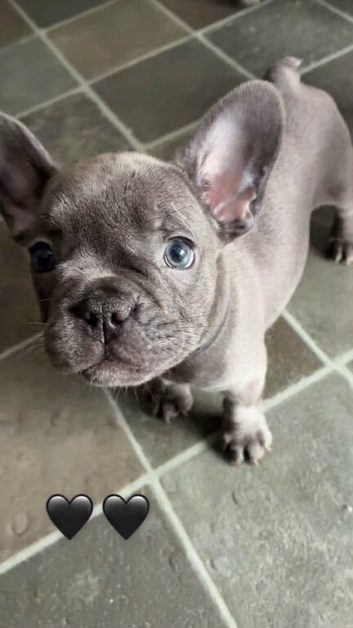 French bull dog