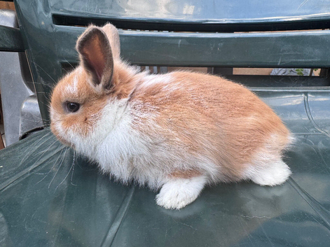Baby Bunny's ready now