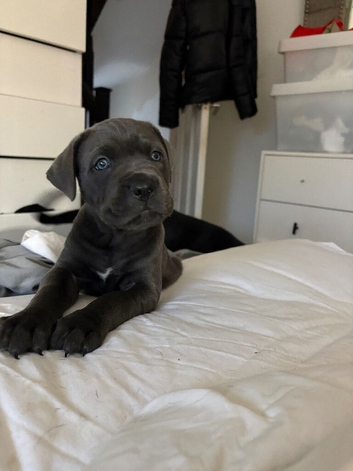 Beautiful cane corso puppies