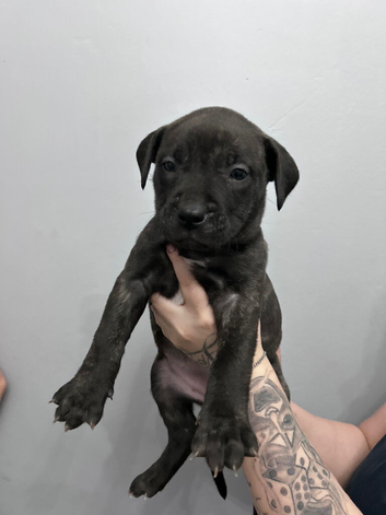 Mix breed pups for sale!