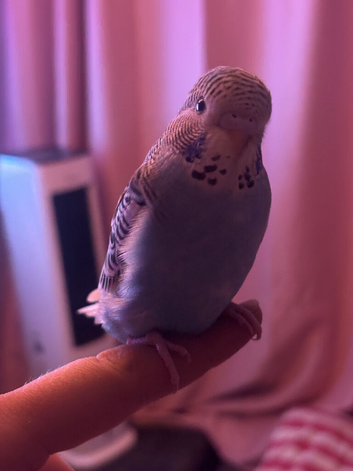 4 budgies looking for the  forever home
