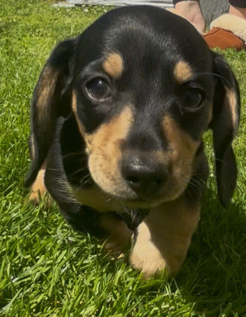 2 miniature dachsunds ready now