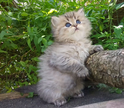 Chinchilla and golden chinchilla persian kittens - READY